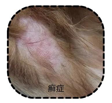 当癣症让狗狗皮肤变黑,你应该这样做!