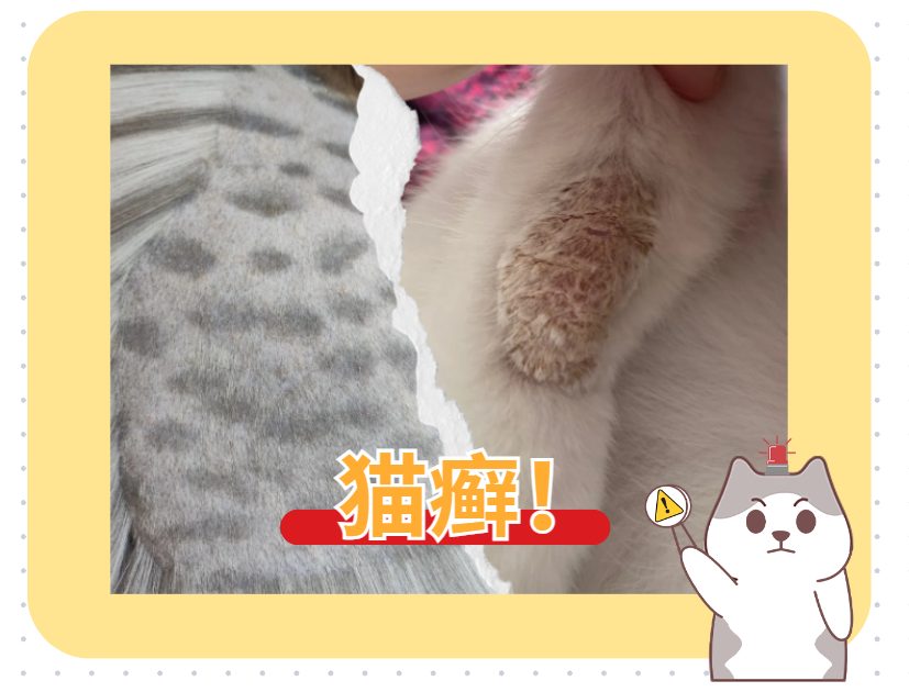 猫的身上长起了癣？别担心，有这些药就能解决