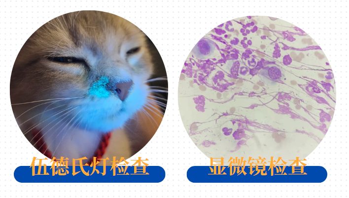 猫癣的诊断方法