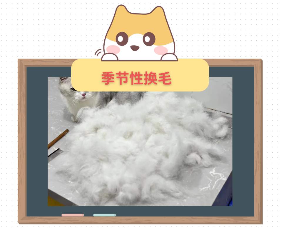 猫一直掉毛很严重？可能是这6个原因造成的！别不信！