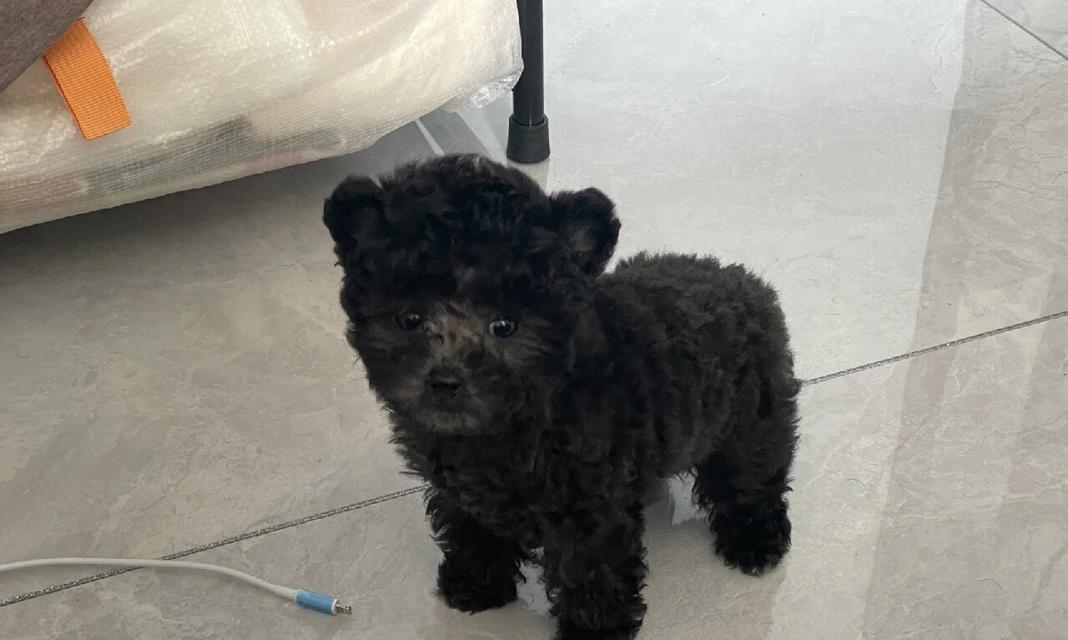 泰迪三个月大宝宝除吃狗粮还吃些什么好？（营养均衡，宝宝健康成长）