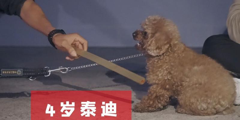 小狗咬人的原因解析（探究小狗咬人的动机和行为模式）