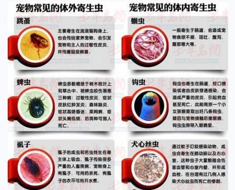 详解狗狗细小的症状及治疗方法（探究狗狗细小的症状、病情和防治）