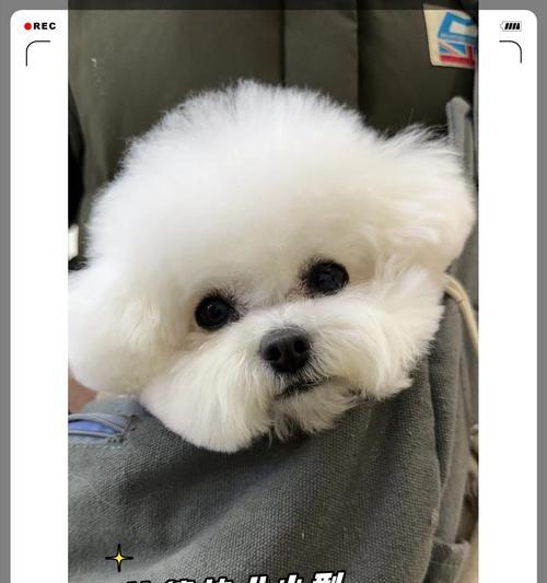 探索比熊的多样体型之美（了解比熊的体型特点与变化）