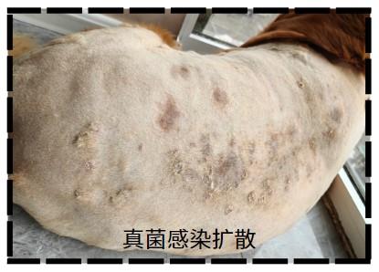 金毛长癣不慌,专业对策防掉毛!