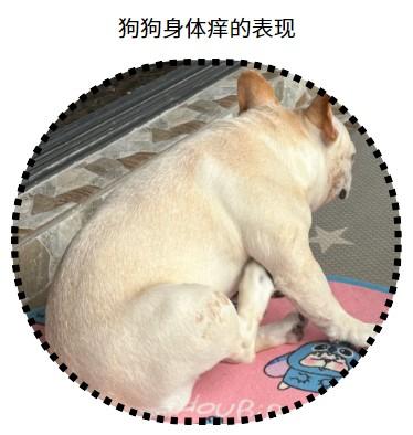 宠物皮肤救星!专治狗狗瘙痒掉毛难题