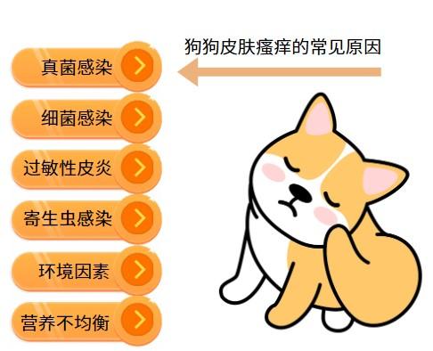 宠物皮肤救星！专治狗狗瘙痒掉毛难题