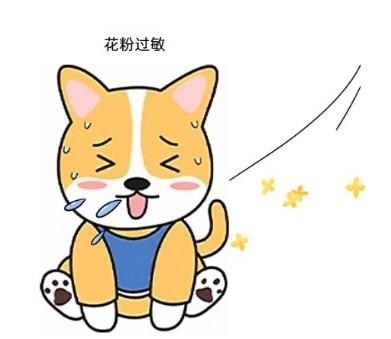 宠物皮肤救星!专治狗狗瘙痒掉毛难题