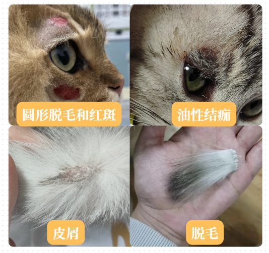 超全科普：猫咪皮肤病的8种分类，包含症状、诊断和治疗方法