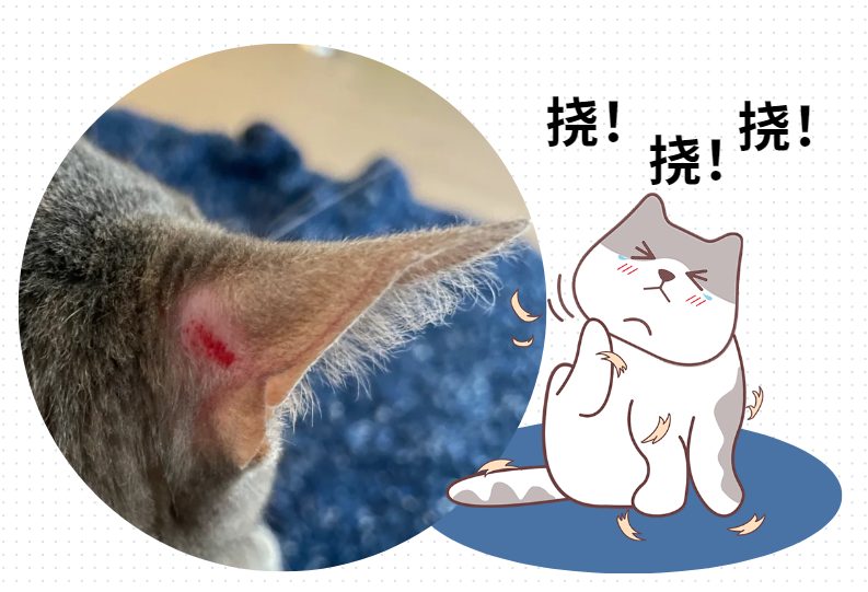 猫得了皮肤病挠破了咋办？不要慌，这里有自救指南！