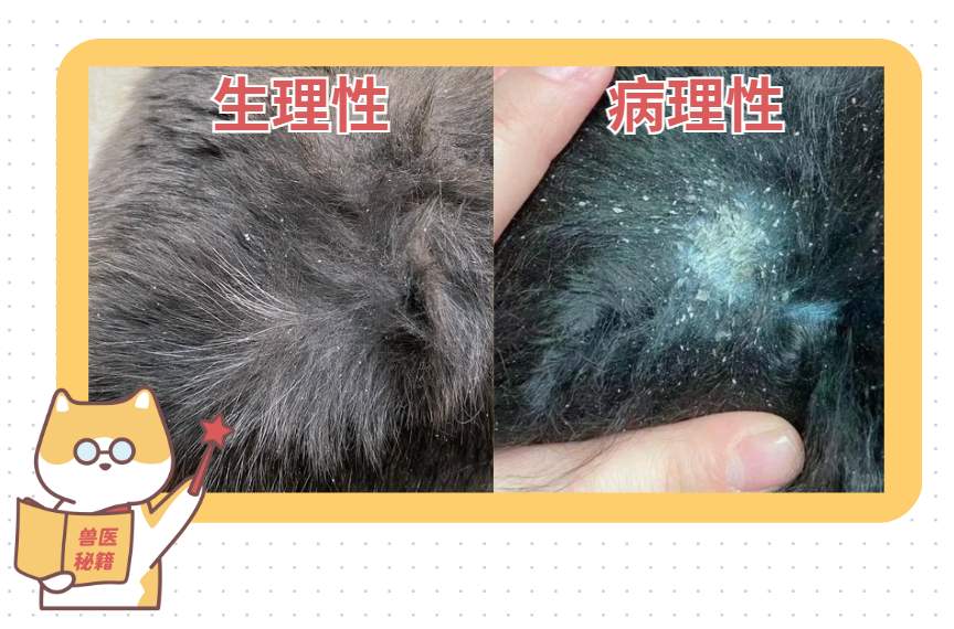 猫咪身上有白色的皮屑怎么办？
