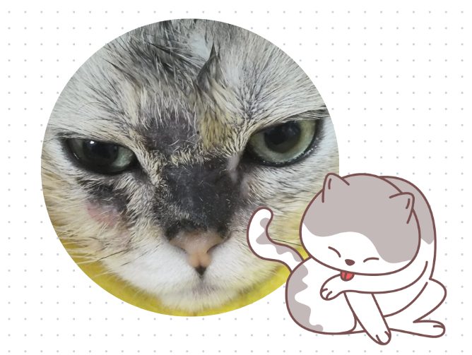 猫鼻子感染猫癣怎么治？别担心，这里有详细步骤！