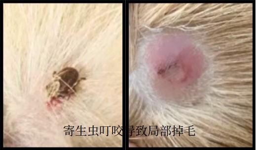 爱宠掉毛？一文告诉你如何正确选择狗狗脱毛治疗药物