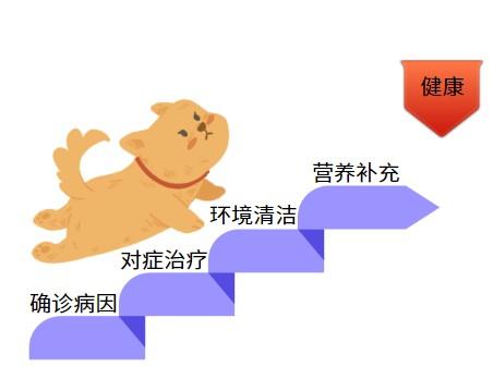 爱宠掉毛？一文告诉你如何正确选择狗狗脱毛治疗药物