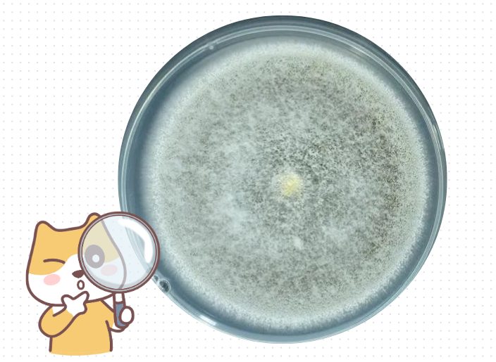 怎么确定猫咪是不是得了猫癣？