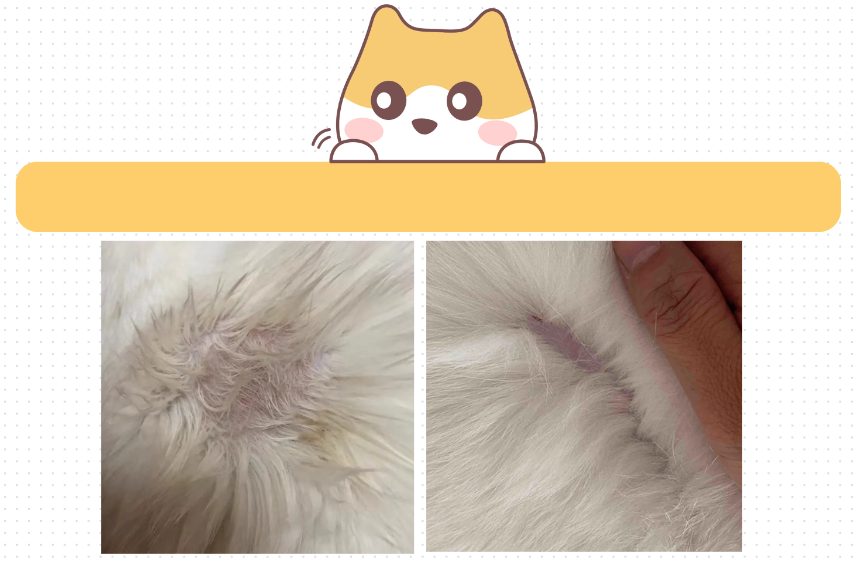 猫掉毛秃了一块
