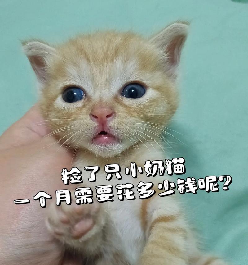 一个月的猫（从幼猫到成猫，它们的生活变迁和适应能力如何演变）