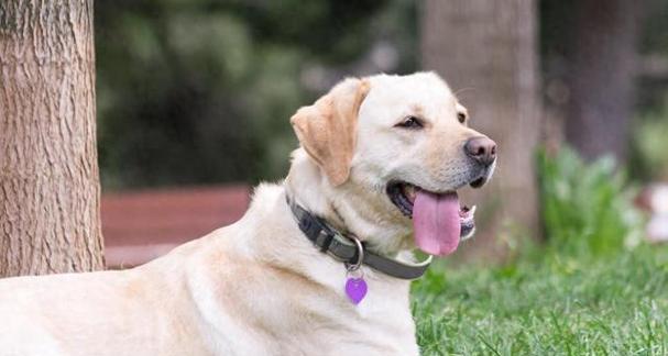 拉布拉多体温过高的原因及应对方法（了解拉布拉多体温异常的反应，保护爱宠健康）