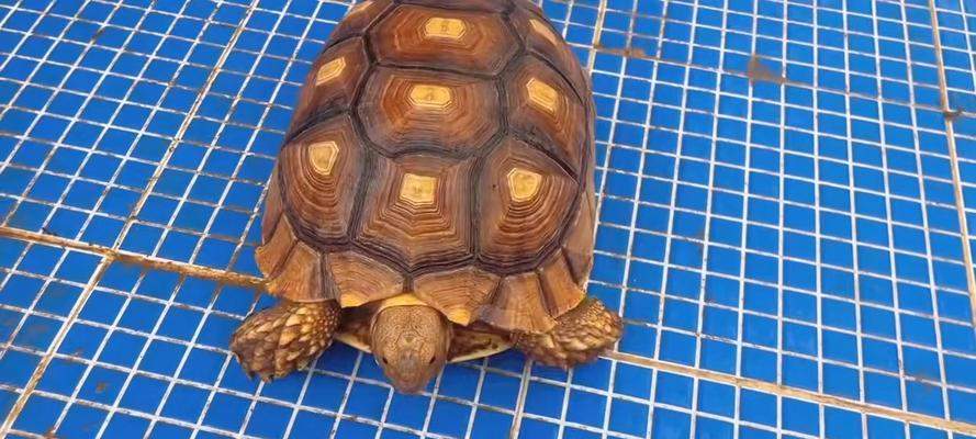 选择适合养殖的陆龟品种（如何找到最适合自己养的陆龟？）