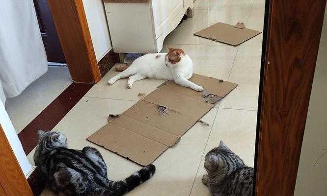 如何照顾幼猫的基本需求（关爱与健康是幼猫成长的关键）