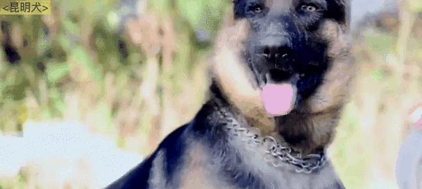 世界各地的警犬大揭秘（揭秘全球警犬的训练和任务）