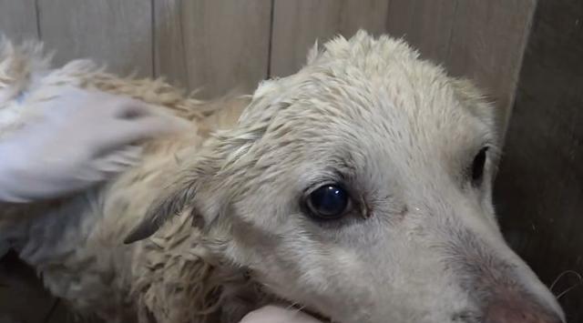 狗晶片（智能科技为你的狗带来全新的安全保障）