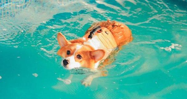 狗狗为什么怕热？（探索狗狗的热感知机制与适应性进化）