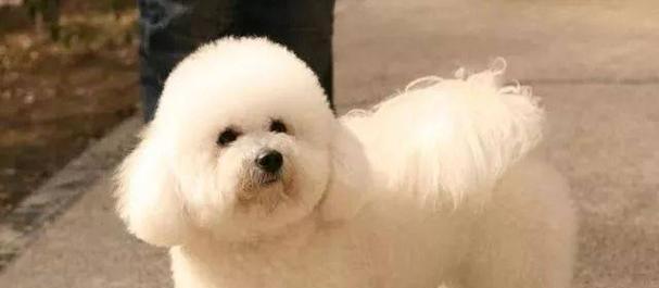 选择适合家养的狗狗，从宠物伴侣到家庭成员（如何选择适合家庭养育的狗狗品种，了解最佳的宠物选择）