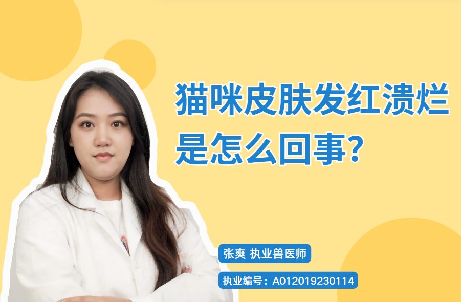 吓人！猫咪皮肤发红溃烂是怎么回事？