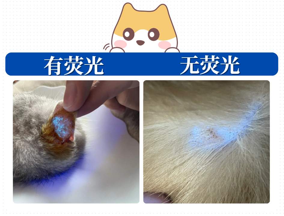猫癣的诊断方法