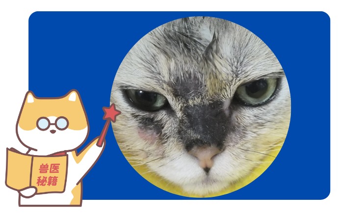 怎么分辨猫是不是得了猫癣？教你一些简单的小技巧