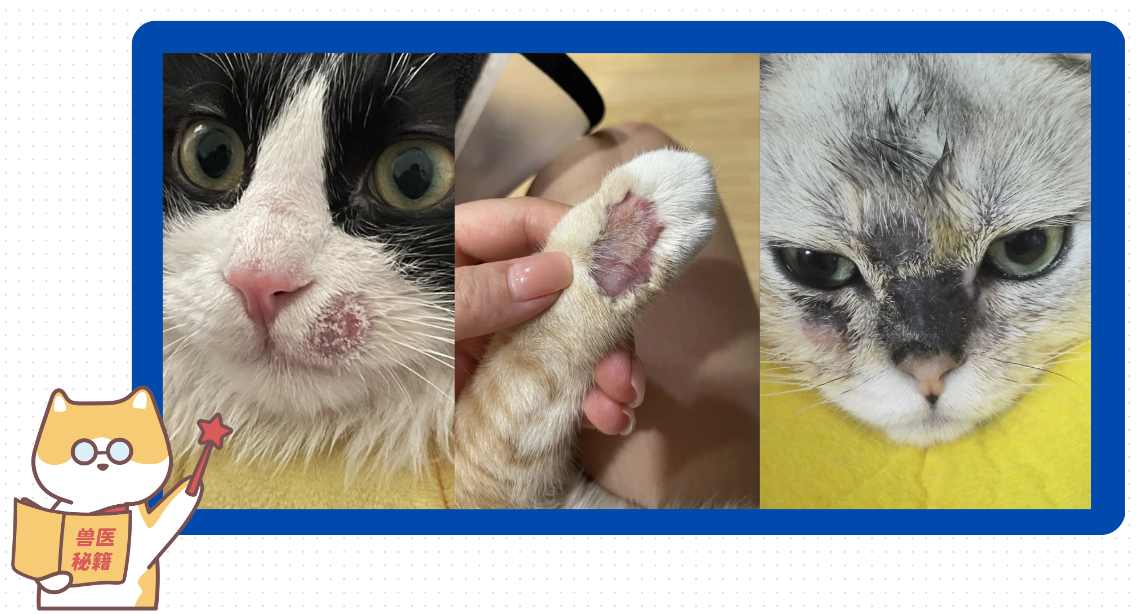 怎么分辨猫癣？