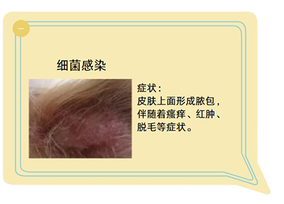 告别狗狗皮肤病,高效喷药守护爱宠健康!