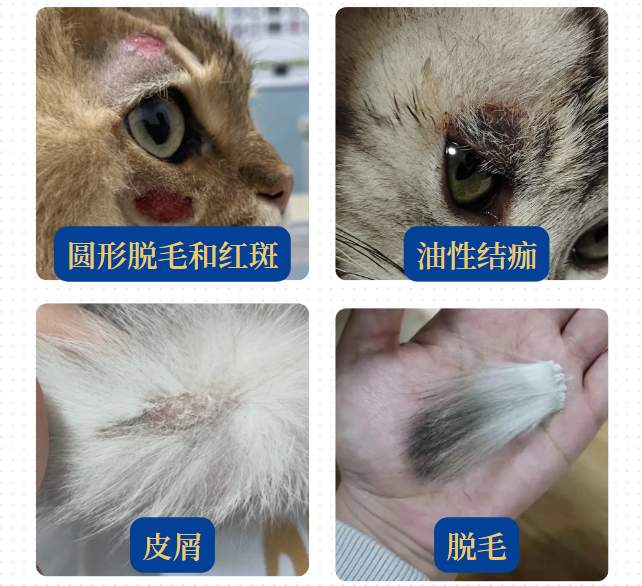 猫身上的癣长什么样?