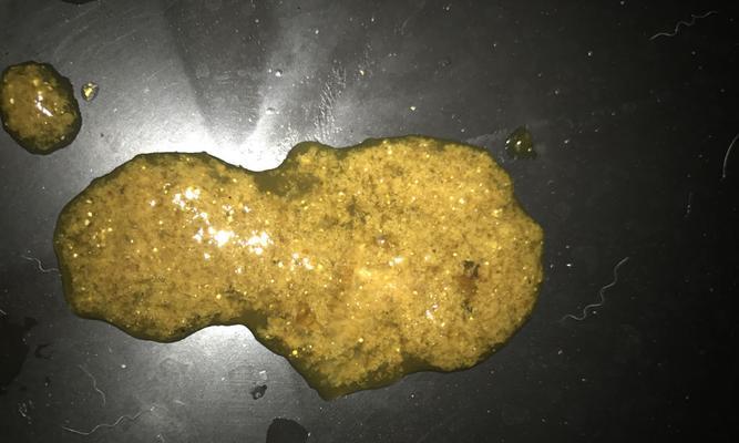 拉布拉多健康之道（探索拉布拉多屎色的奥秘，了解宠物犬的健康状态！）