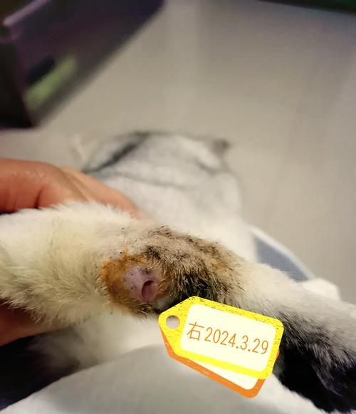 猫咪配种的奇妙之旅——探讨折耳猫与其他品种的配对可能性（解密猫咪遗传基因，寻找适合折耳猫的配偶）