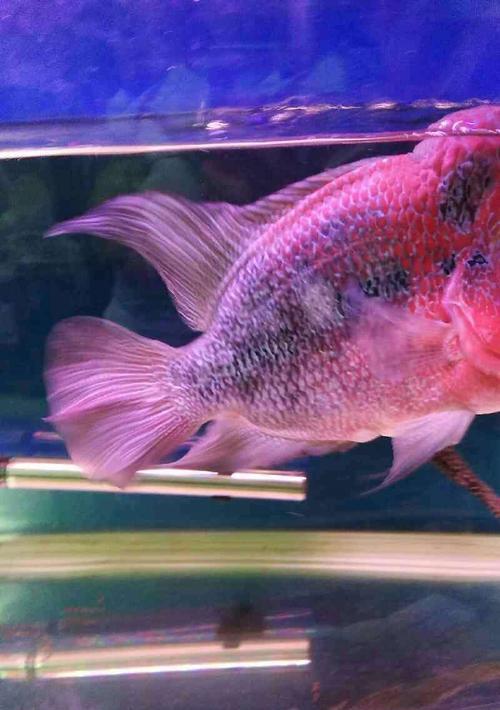 如何处理罗汉鱼缩头不吃食的问题？（探究罗汉鱼缩头不吃食的原因及应对方法）
