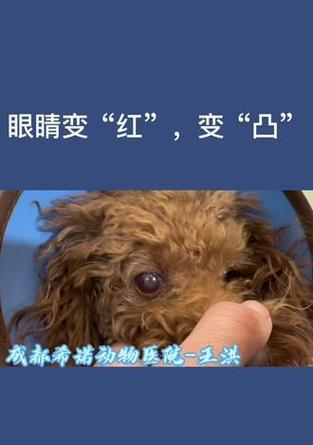 泰迪眼睛为何不能都睁开？（探究泰迪眼睛无法同时睁开的原因以及解决办法）