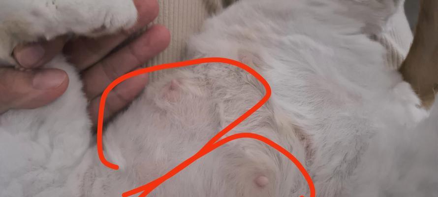 猫的怀孕期和乳头发育情况详解（探索猫咪怀孕期间乳头发育的时间和应对方法）