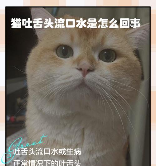 猫咪的最爱（猫吃什么流食？你一定不能错过这些美味佳肴！）