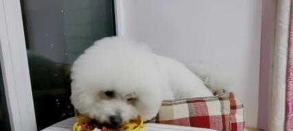 探究小狗不理主人的原因（解读小狗无视主人行为的心理动机及解决方法）