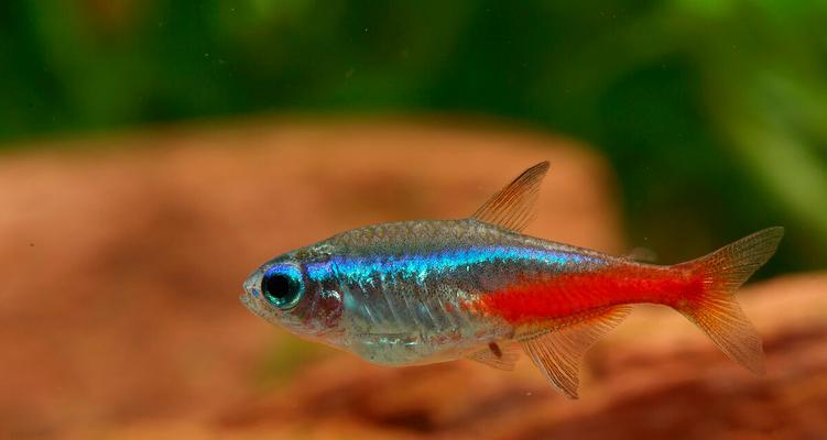 以鱼喂什么长得快？（探索鱼类最佳食物选择）