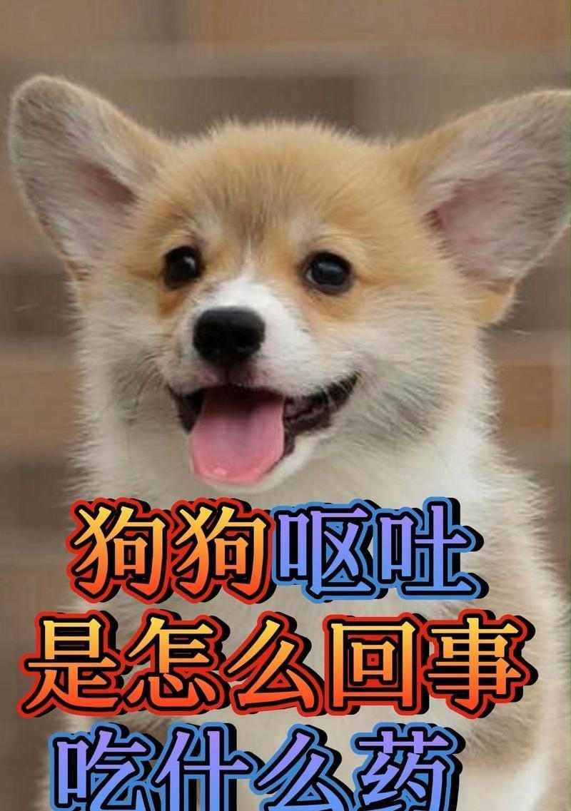 小狗狗的饮食需求（科学的饮食计划确保小狗狗健康成长）