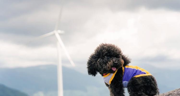 泰迪犬配种的最佳季节（解析泰迪犬适宜配种的季节及相关因素）