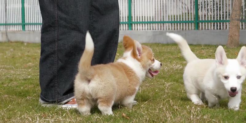 幼犬何时适合外出散步？（探讨幼犬出门散步的最佳时间和条件）
