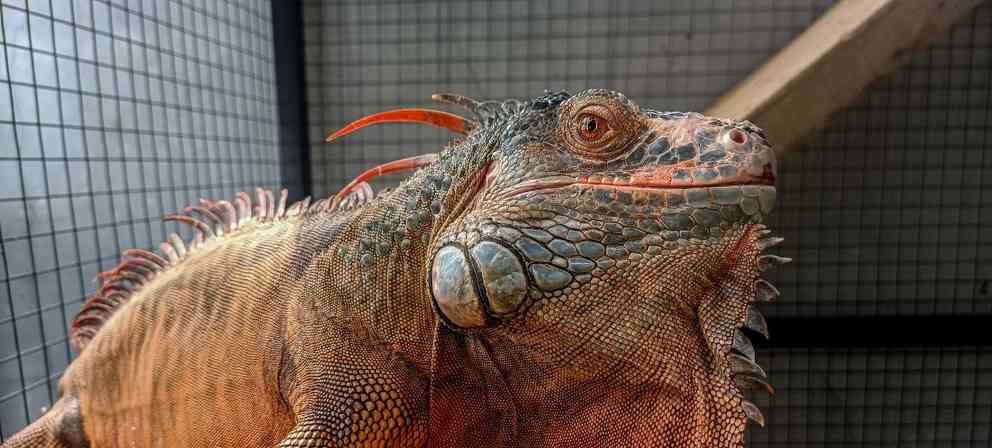 绿鬣蜥蜴的主要食物（揭秘绿鬣蜥蜴的饮食习惯与偏好）