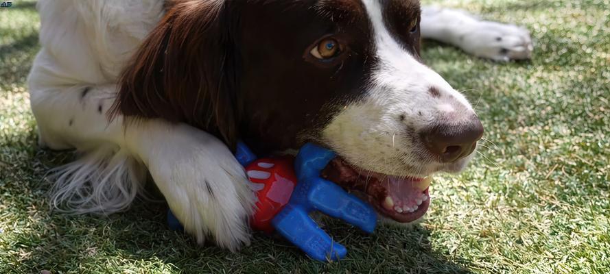 探索宠物玩具的世界（为你的宠物提供无限乐趣与刺激）