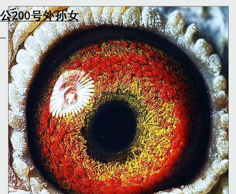 黄金血统的意义与特征（探索血统中的珍贵财富）