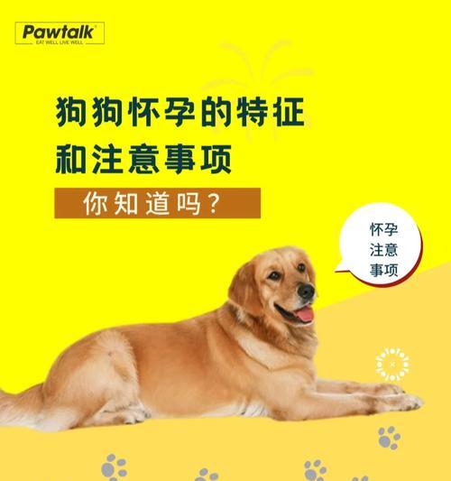 购买宠物狗的注意事项（了解宠物狗的需求，选择合适的品种）