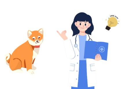 爱犬皮肤危机:面对黑斑,铲屎官该如何行动?